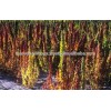 QUINOA SEED BULK