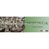 Moringa Oleifera Seed