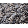 Black Sunflower seeds