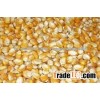 yellow corn for animal feed