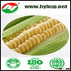 Sweet Corn Cob In Vacuum Packing great price for sell