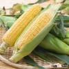 GRADE 2 YELLOW CORN