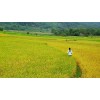 HIGH QUALITY PRODUCT - JASMINE 5% BROKEN