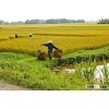 Jasmine white Rice - sales4@vinarice.vn