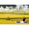 JASMINE RICE - BEST RICE FROM VIETNAM sales4 @ vinarice. vn