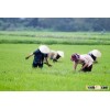 JASMINE 5% BROKEN SONA - HIGH QUALITY VIETNAM RICE - CROP 2015 - SALES4@VINARICE.VN