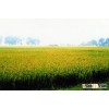 JASMINE 5% BROKEN - ORIGIN VIETNAM