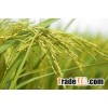 JASMINE 5% BROKEN - CHEAP PRICE