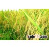 Vietnam Japonica rice hot hot hot good for health Skype sonainter4