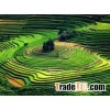 Jasmine Long Grain Rice 5% Broken - sales4@ vinarice.vn