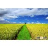 JASMINE 5% BROKEN - BEST QUALITY RICE