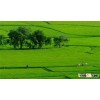 Rice for sushi, Japonica rice (SALES4@VINARICE.VN - SKYPE:SONAINTER4)