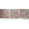JASMINE RICE 5% BROKEN - (SALES4@VINARICE.VN - SKYPE:SONAINTER4)