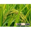 RICE, JASMINE RICE, LONG WHITE RICE Rice sales4@vinarice.vn