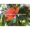 Chiese fresh peach