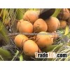 YOUNG FRESH COCONUT and DRIED COCONUT from VIETNAM
