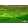 Vietnamese Jasmine fragrant white rice - High quality GOOD FOR HEALTH