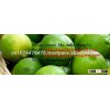 Fresh Lime