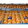 Fresh Naval and Valencia Oranges South African Oranges