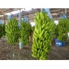 FRESH CAVENDISH BANANA / ECUADOR ORIGIN / LOWEST PRICE / HIGHEST QUALITY