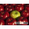 Fresh apple for new season for sale