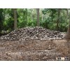 Organic Coconuts - Brown