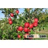 2016 new fresh fruits red Fuji apples