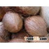 Shell Mature Full Husk Coconut