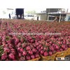 VIETNAM FRESH DRAGON - CHEAP PRICE - SKYPE :TIMUOI88