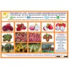 WHITE RED DRAGON FRUIT - IQF USED - BIRD CHILI - MULBERRY - TIDA KIM ORIGIN PRODUCTION - NATURAL 100