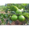 Organic lime and lemon