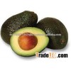 Quality Fresh Avocado ( Hass & Fuerte )