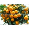 Fresh oranges