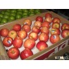 Fresh Red Fuji Apple 2016