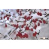 Organic gojiberry seed from china hot sales for exporting