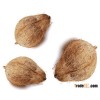 FRESH INDIAN COCONUTS