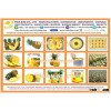FRESH PINE APPLE FRUIT - MULBERRY - TIDA KIM PRODUCTION - NATURAL 100% PURE VIETNAM ORIGIN - IQF USE