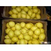 FRESH CLASS 1 YELLOW EUREKA LEMON