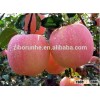 Fresh Fuji apple 72-80-88