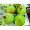 viet nam fresh Star apple