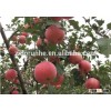Red Chinese Fresh Fuji apple