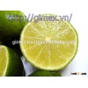 Seedless lime and lemon high quality 2016