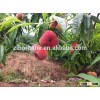 Good quality Chinese flat fresh peach