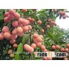 Canned fresh lychee in syrup - A10 tins (3100ml x 6 tins)