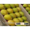 Fruit Pulp from India