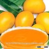 Mango Pulp Importers
