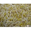 Frozen Bean Sprout
