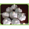 fresh pure white garlic