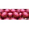 FRESH RED ONIONS