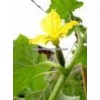 Cucumber, Gherkins 3-6cm in Plastic drum